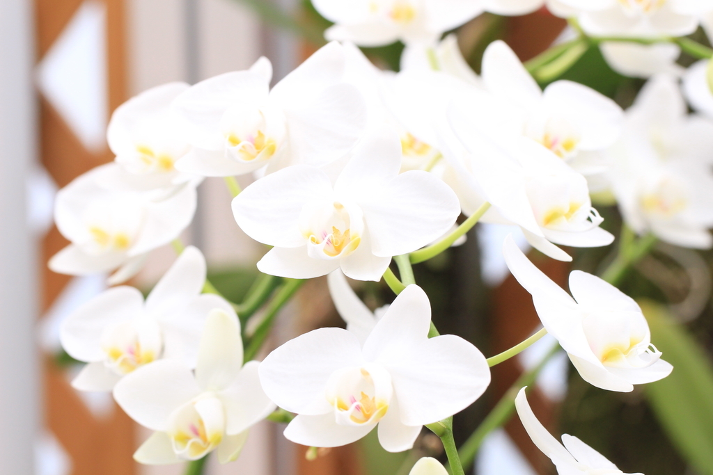 f:id:hanakasumi:20190120152136j:plain