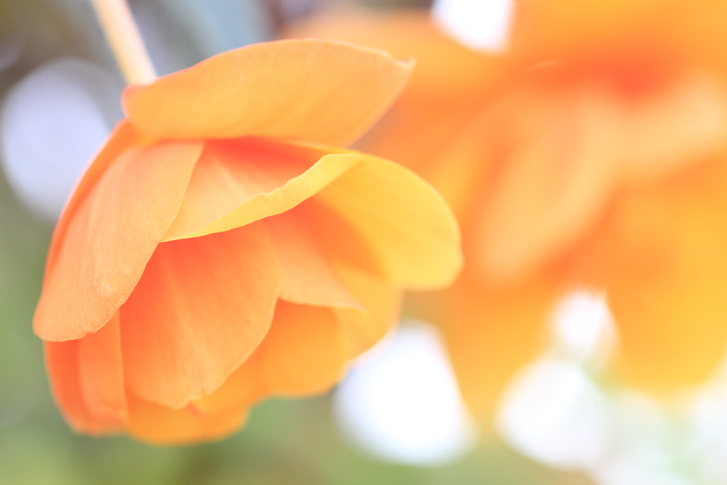 f:id:hanakasumi:20190120152227j:plain