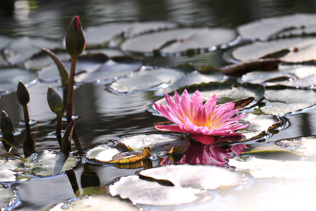 f:id:hanakasumi:20190120152526j:plain