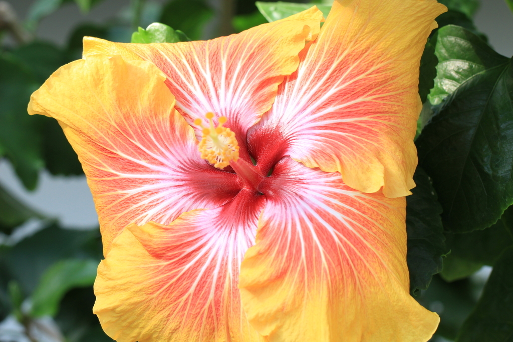 f:id:hanakasumi:20190120152834j:plain