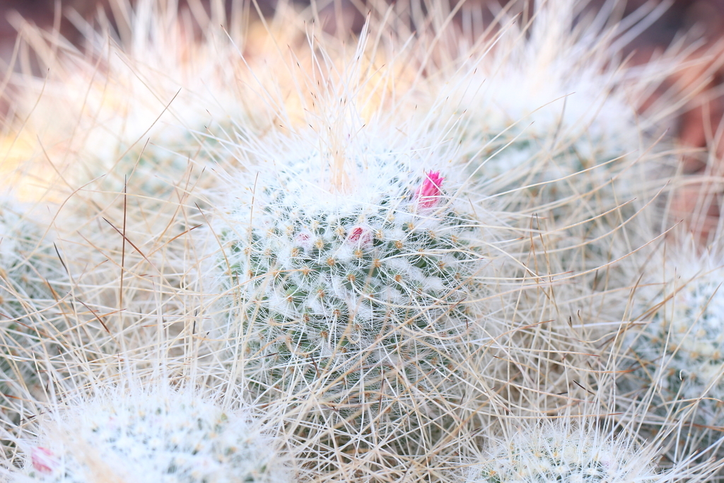 f:id:hanakasumi:20190120153428j:plain