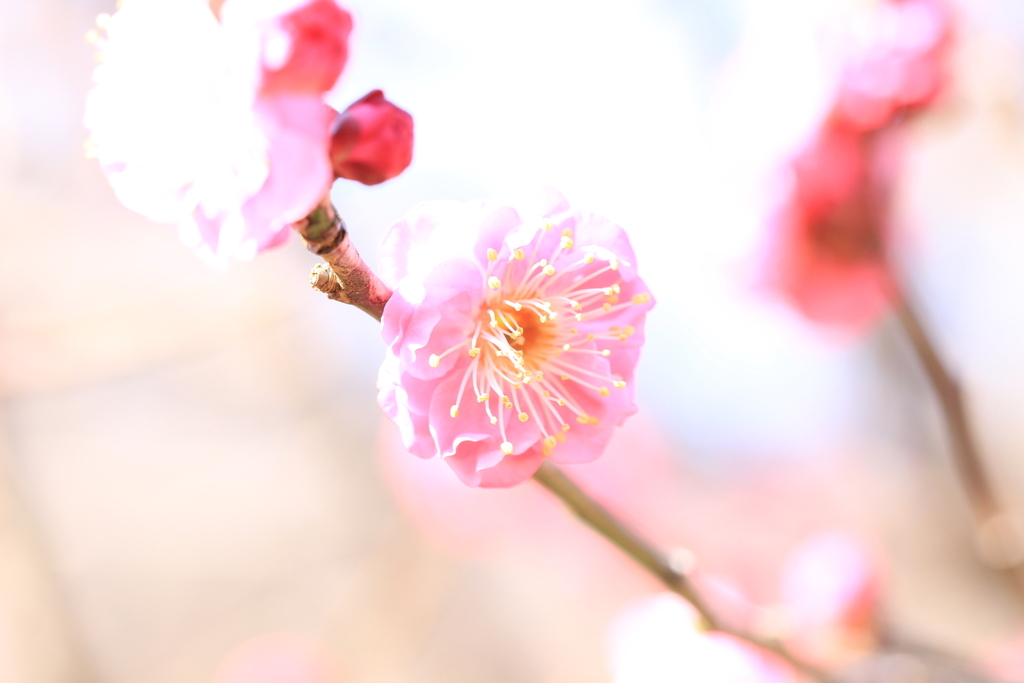 f:id:hanakasumi:20190120153817j:plain