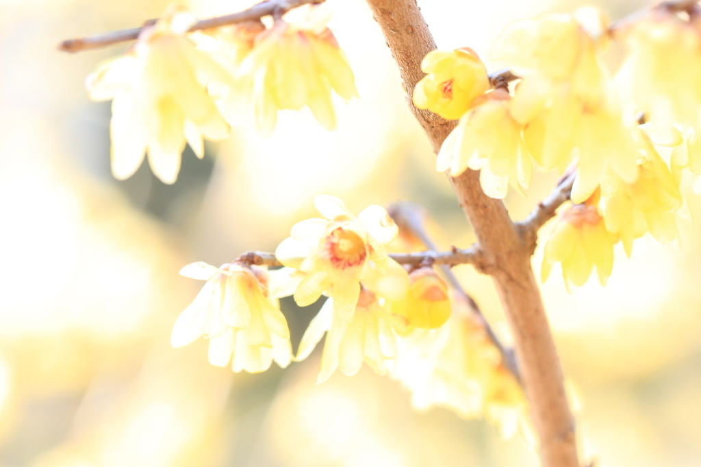 f:id:hanakasumi:20190120154321j:plain