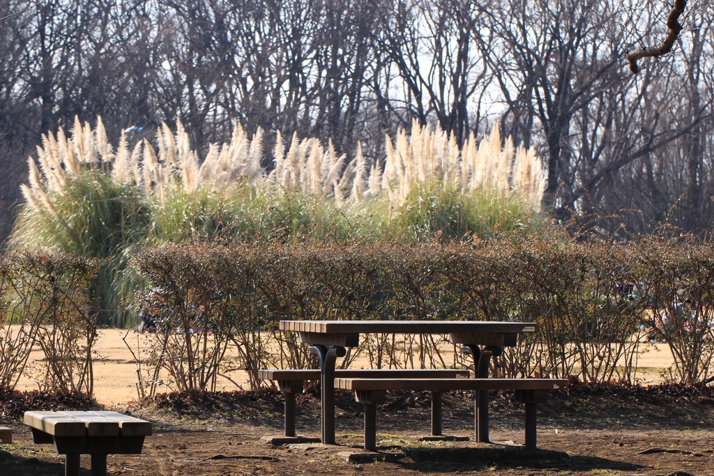 f:id:hanakasumi:20190120154547j:plain