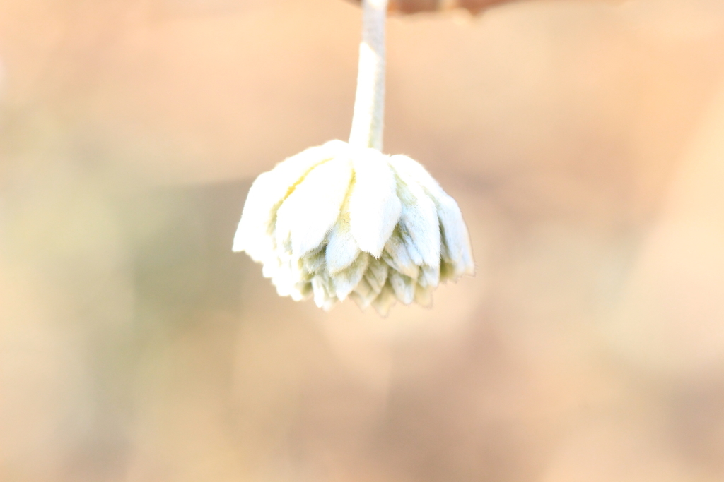 f:id:hanakasumi:20190120154724j:plain