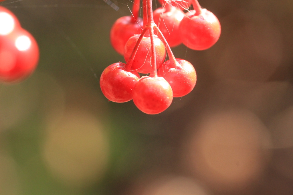 f:id:hanakasumi:20190120154908j:plain