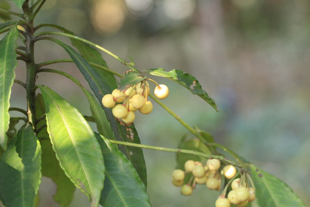 f:id:hanakasumi:20190120155137j:plain