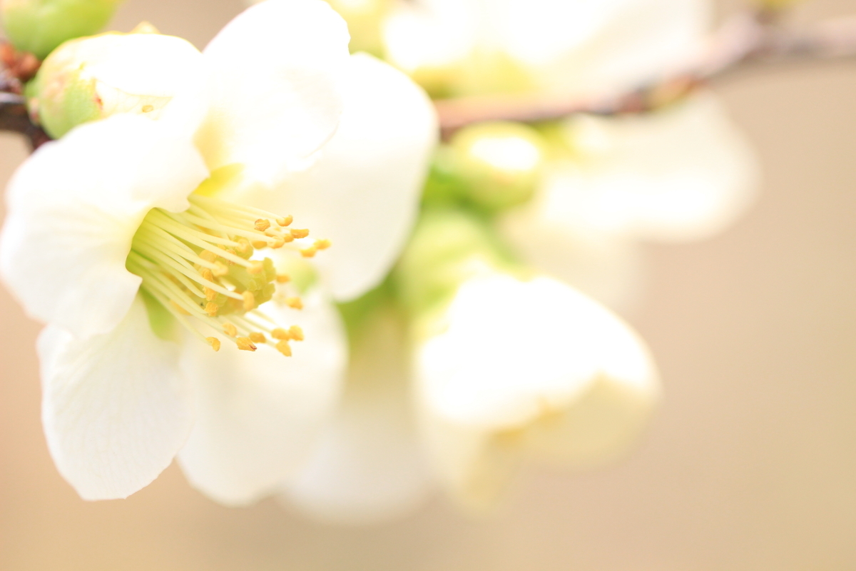 f:id:hanakasumi:20190320214742j:plain