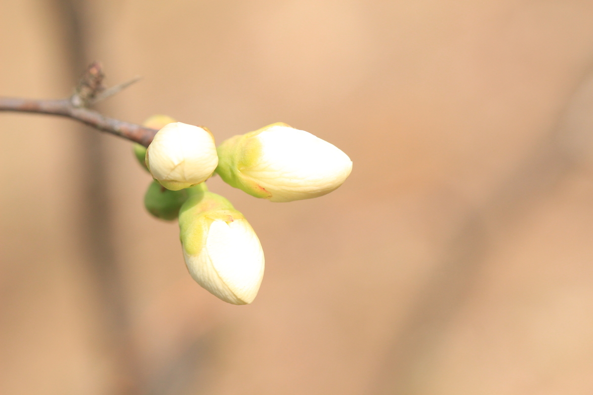 f:id:hanakasumi:20190320214843j:plain