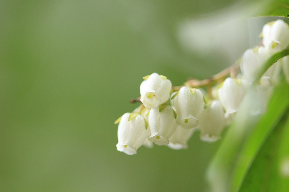 f:id:hanakasumi:20190320215004j:plain