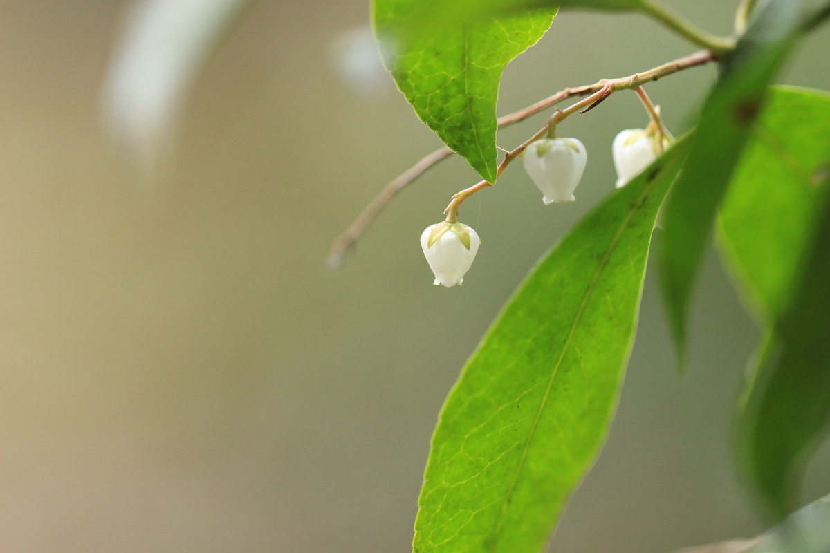 f:id:hanakasumi:20190320215046j:plain