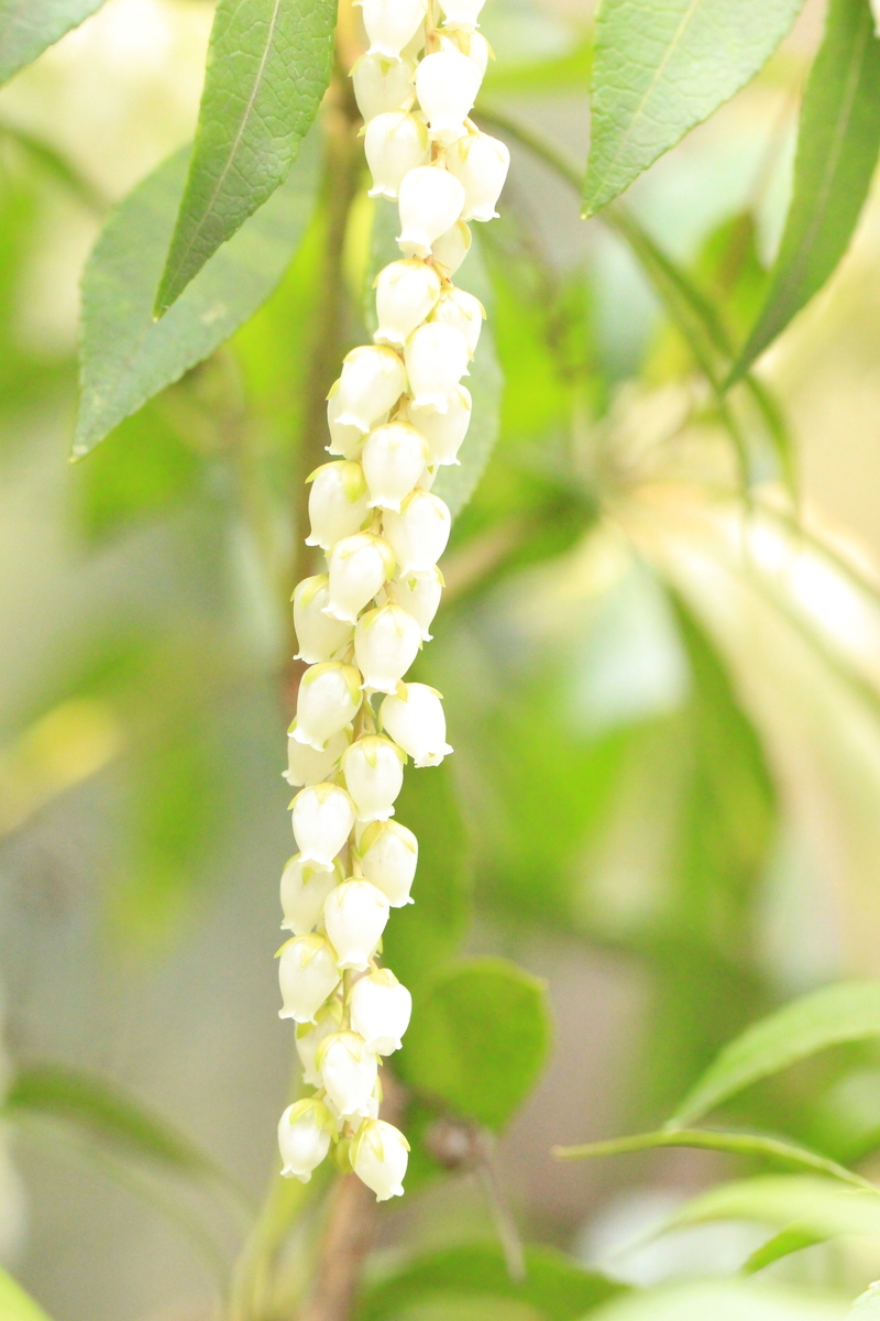 f:id:hanakasumi:20190320215206j:plain