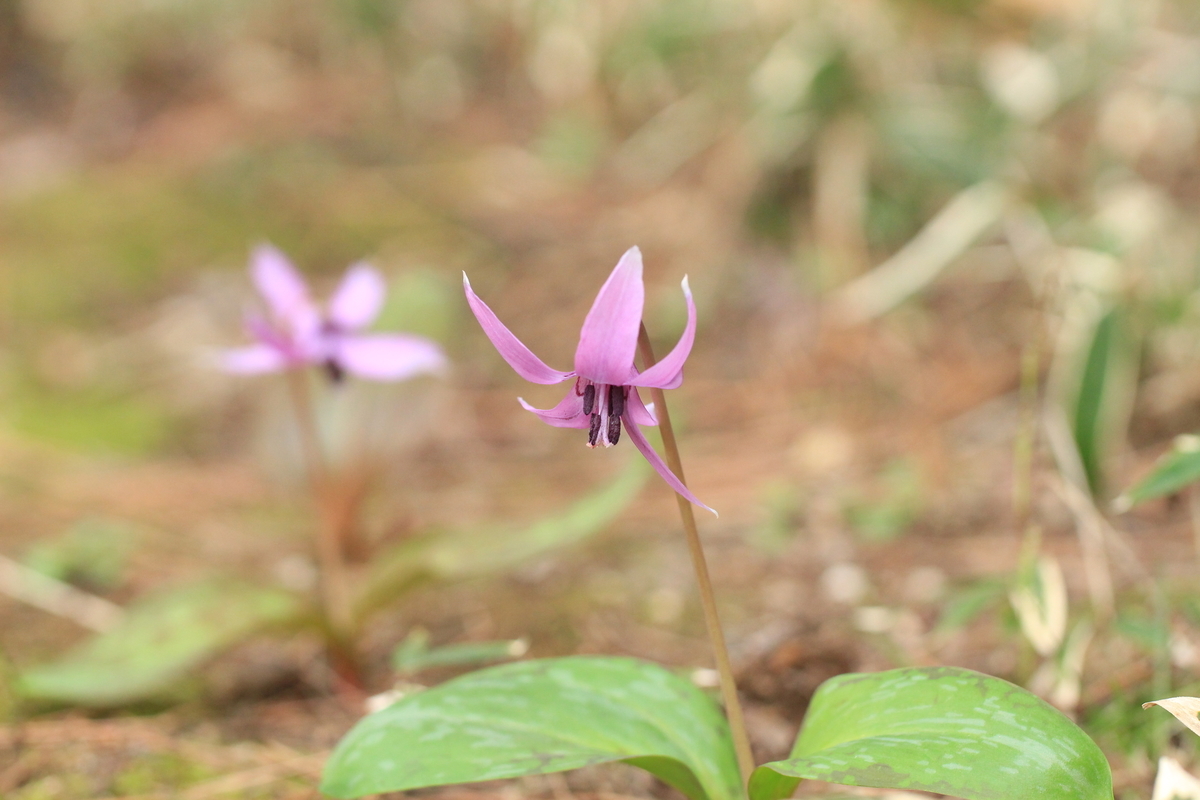 f:id:hanakasumi:20190320215427j:plain