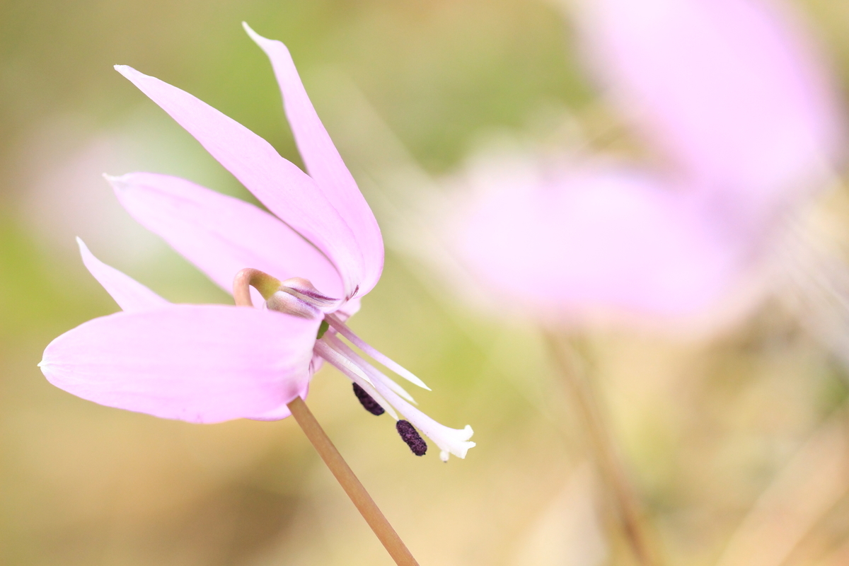 f:id:hanakasumi:20190320215530j:plain