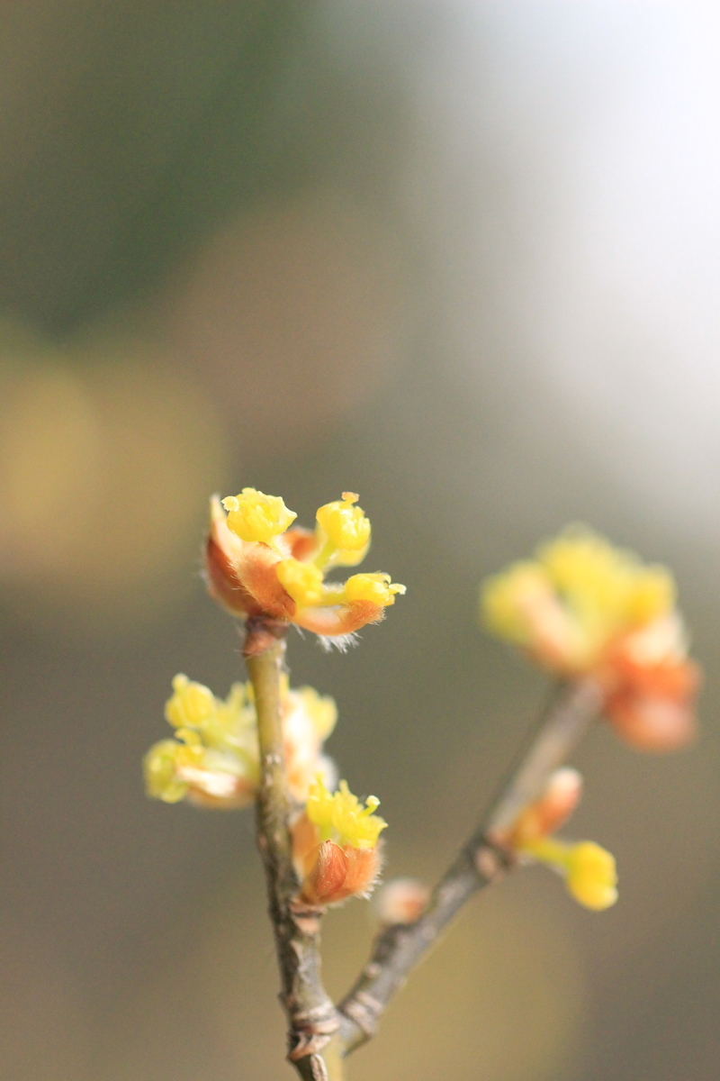 f:id:hanakasumi:20190320215705j:plain