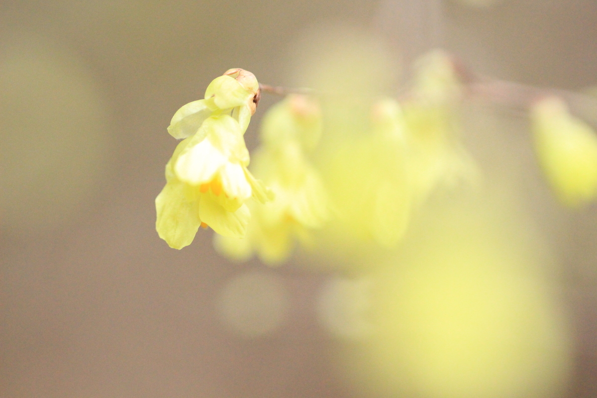 f:id:hanakasumi:20190320220318j:plain