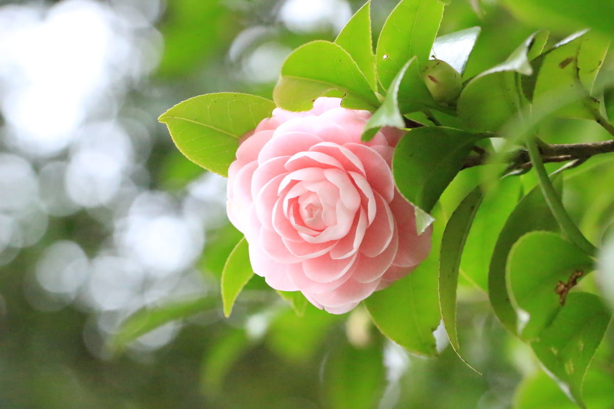 f:id:hanakasumi:20190320220601j:plain