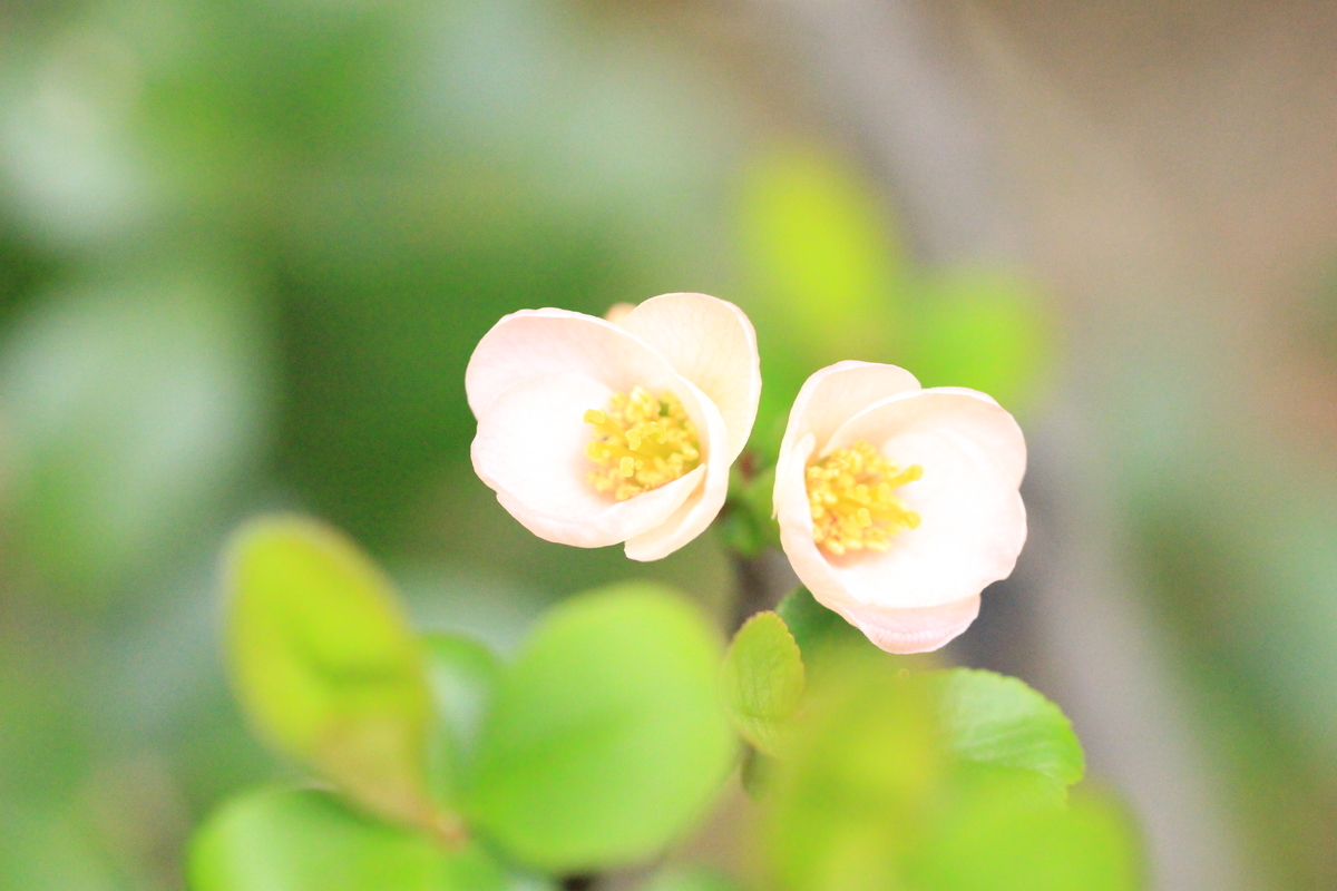 f:id:hanakasumi:20190320220737j:plain