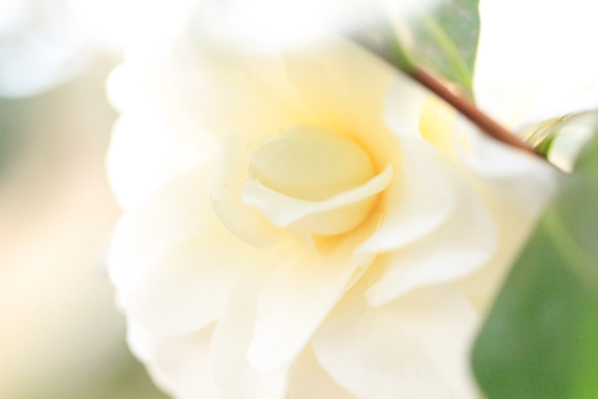 f:id:hanakasumi:20190320221005j:plain