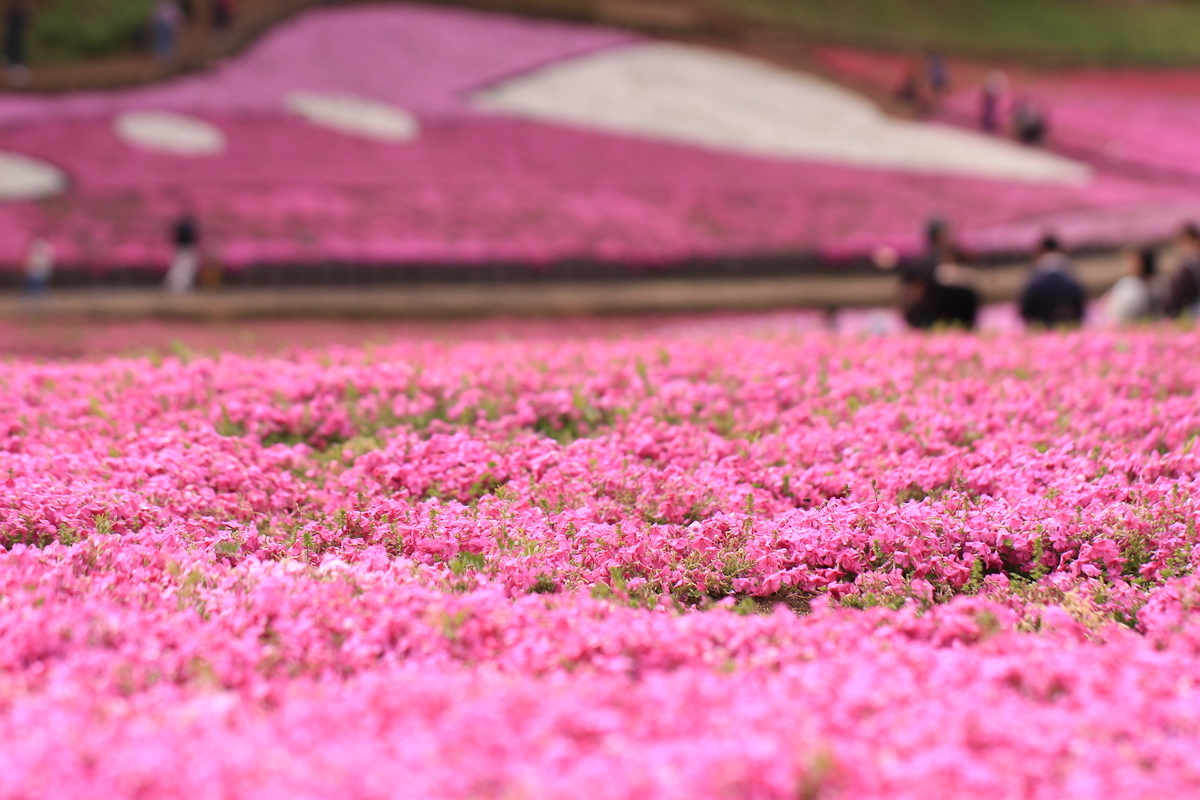f:id:hanakasumi:20190504155405j:plain f:id:hanakasumi:20190504155405j:plain