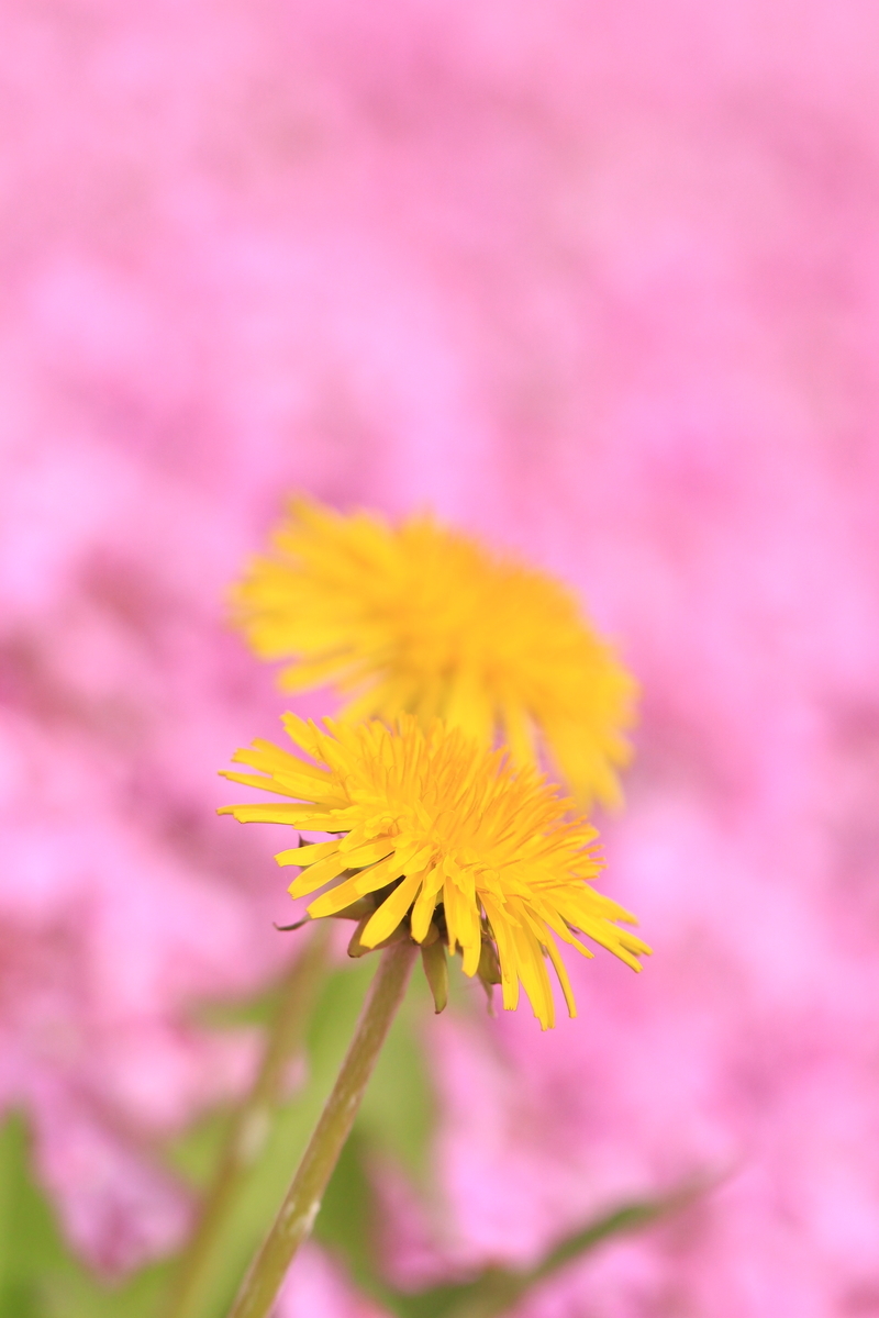 f:id:hanakasumi:20190504155652j:plain f:id:hanakasumi:20190504155652j:plain