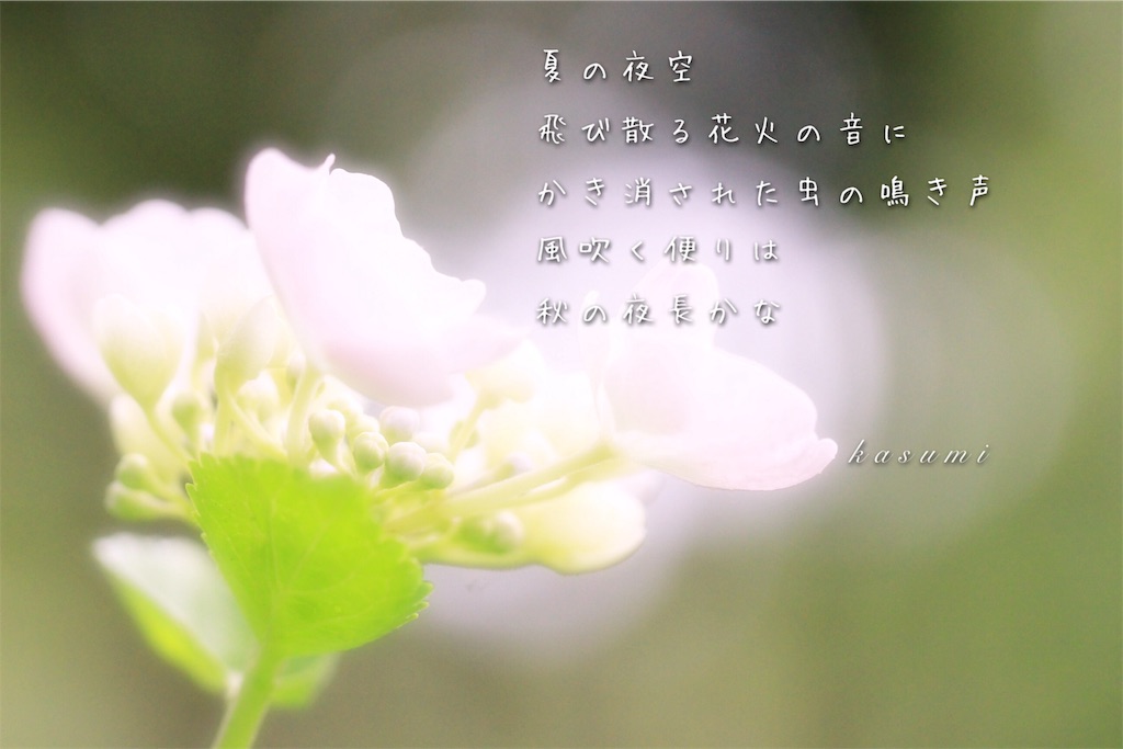 f:id:hanakasumi:20190723085432j:image