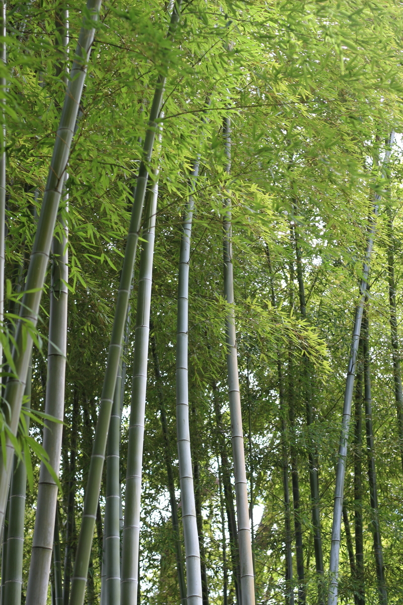 f:id:hanakasumi:20190928144552j:plain