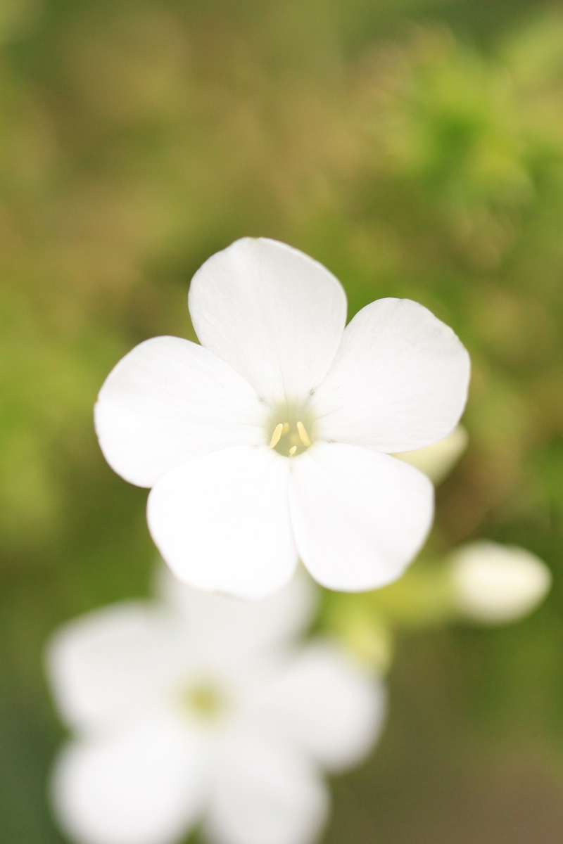 f:id:hanakasumi:20191007072050j:plain