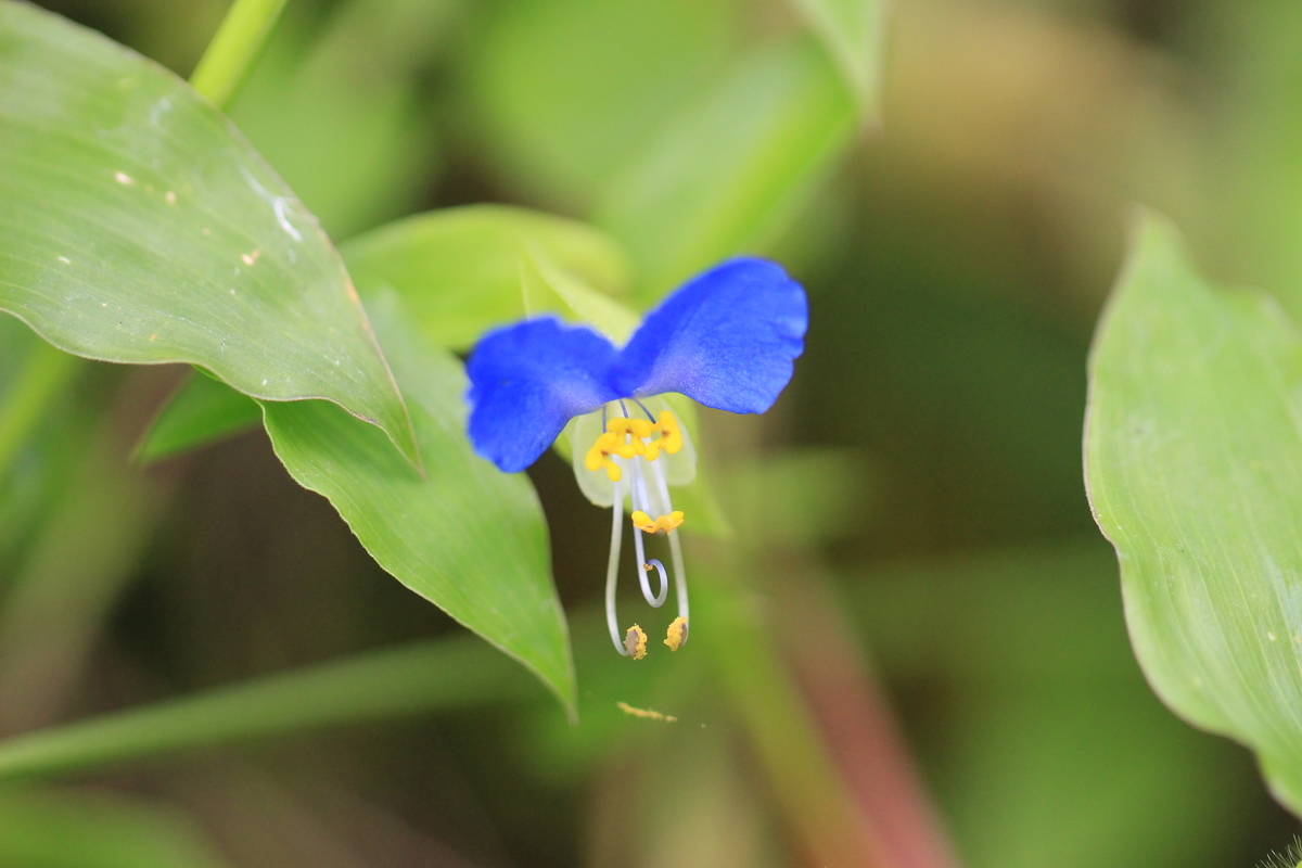 f:id:hanakasumi:20191007072625j:plain