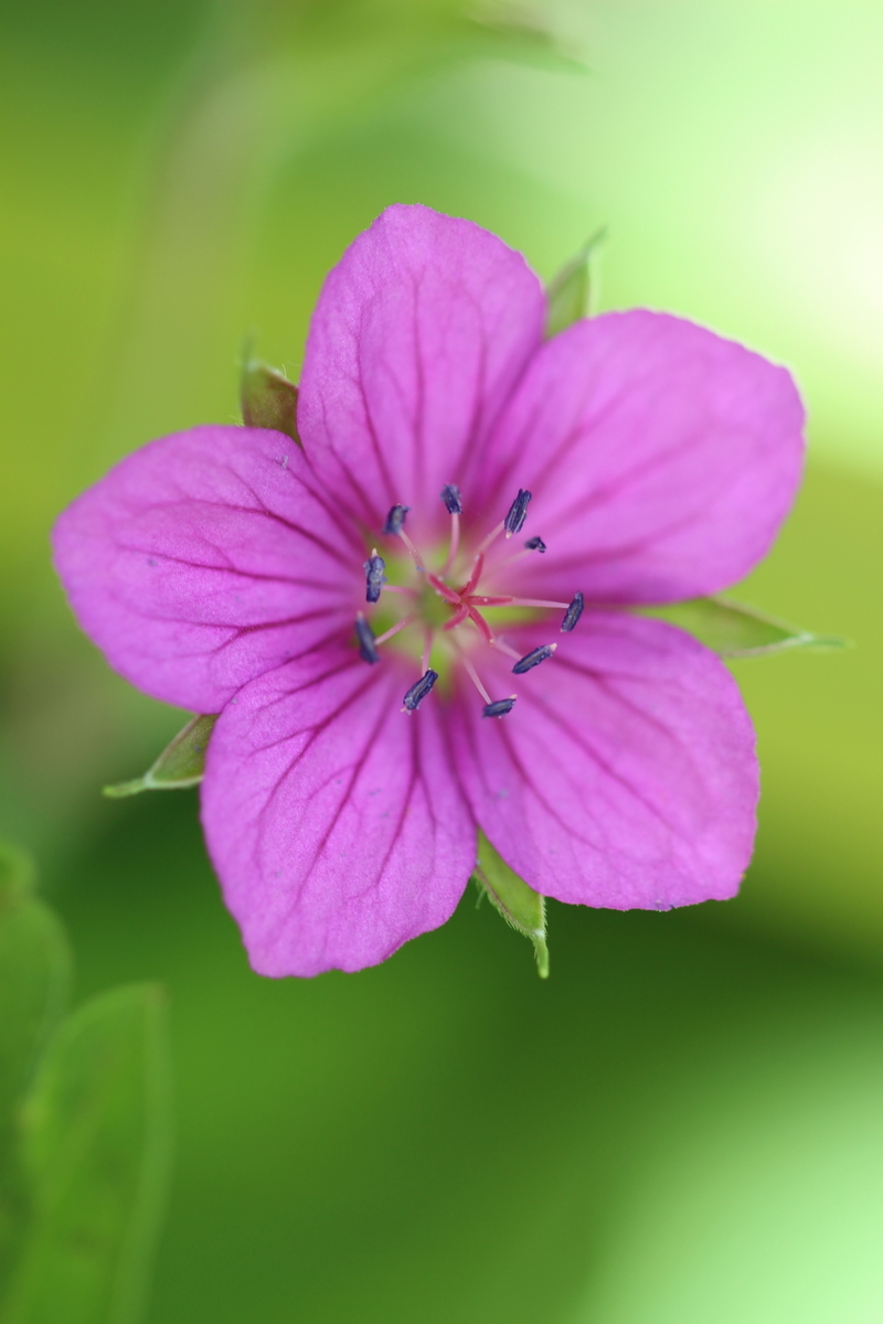 f:id:hanakasumi:20191007072814j:plain