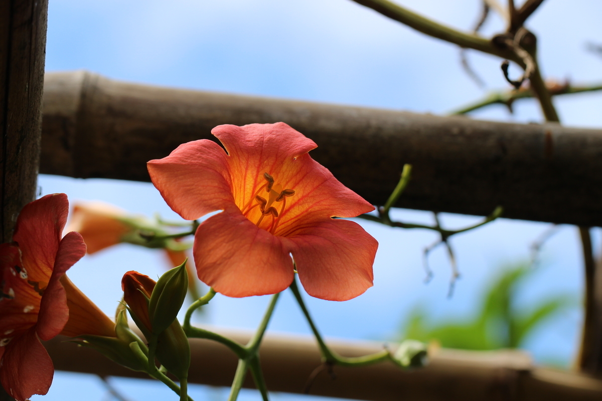 f:id:hanakasumi:20191007080046j:plain