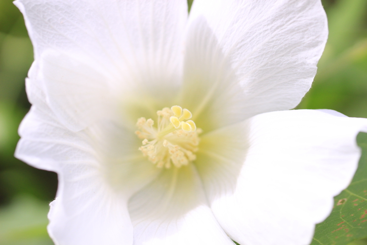 f:id:hanakasumi:20191007080200j:plain