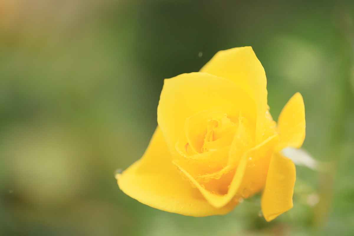 f:id:hanakasumi:20191014143728j:plain