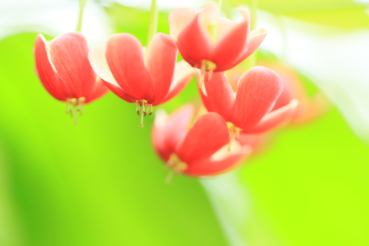 f:id:hanakasumi:20191014144423j:plain