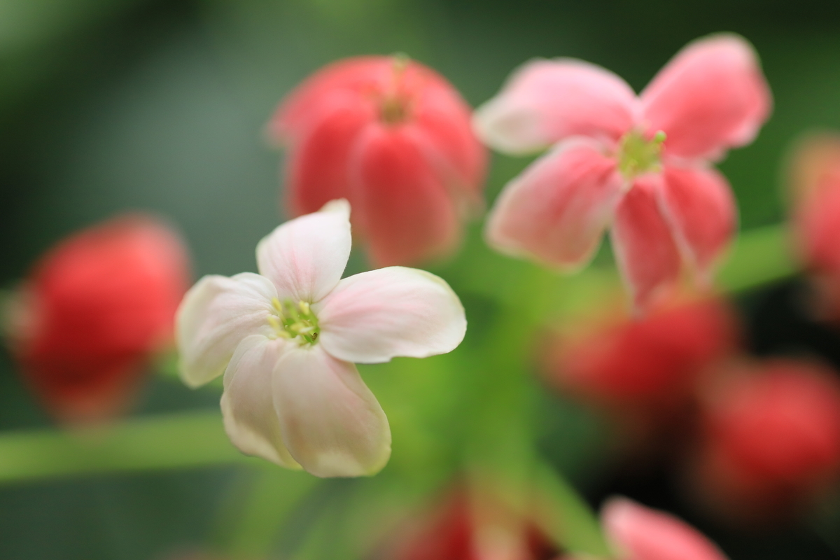 f:id:hanakasumi:20191014144503j:plain
