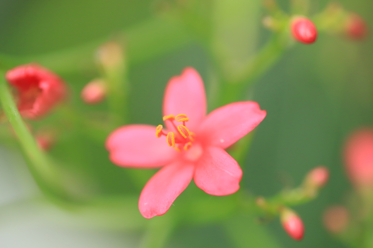 f:id:hanakasumi:20191014144747j:plain