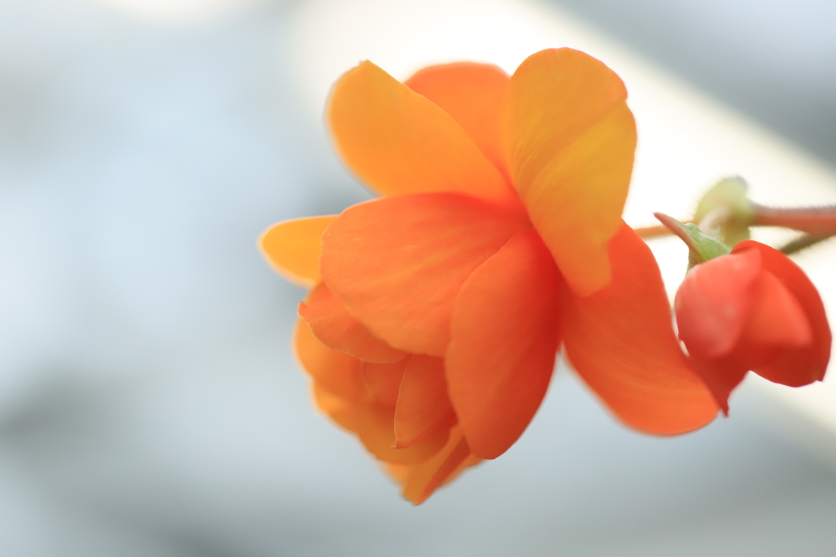 f:id:hanakasumi:20191014145032j:plain