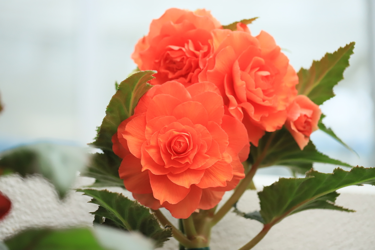 f:id:hanakasumi:20191014150820j:plain