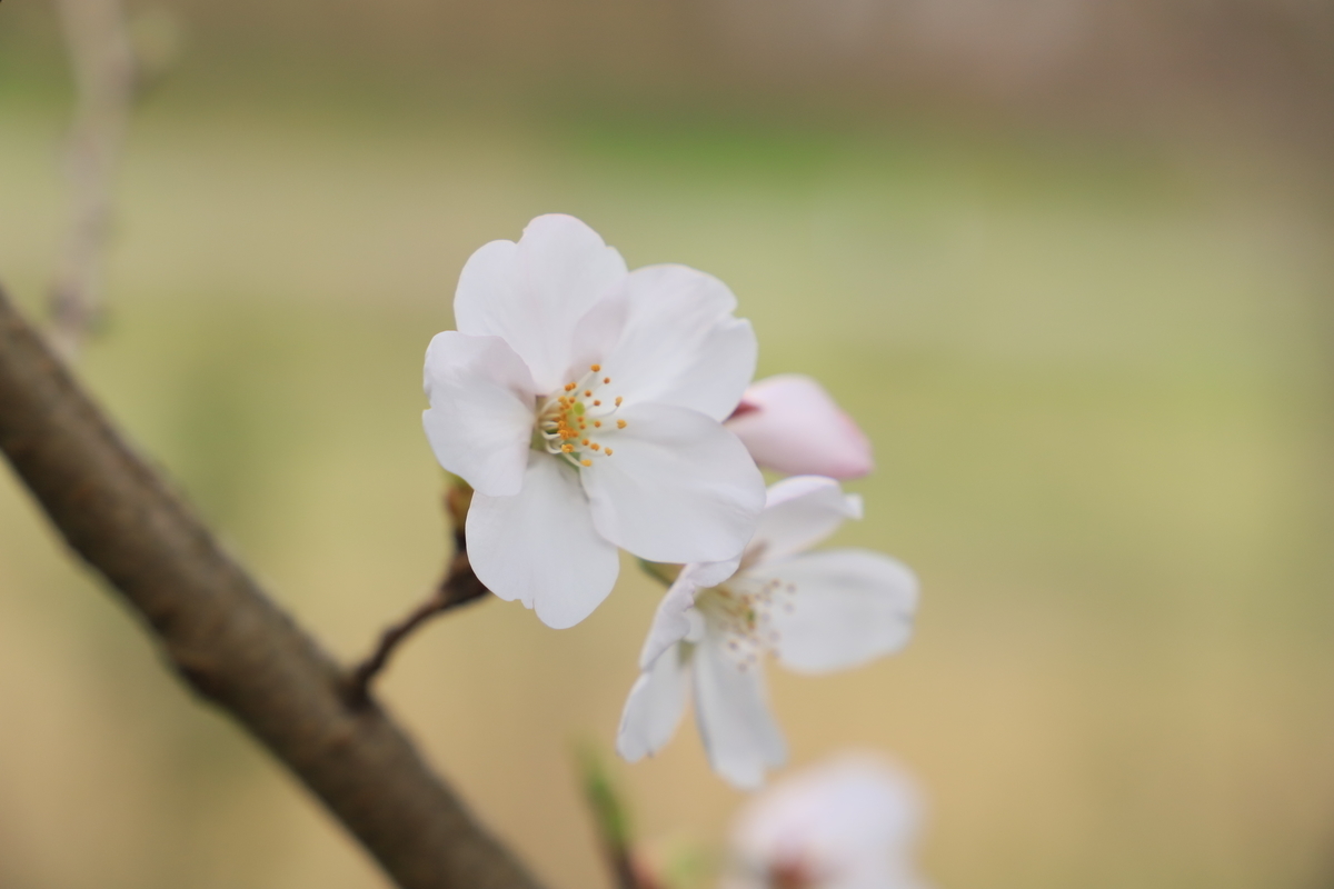 f:id:hanakasumi:20200403163647j:plain