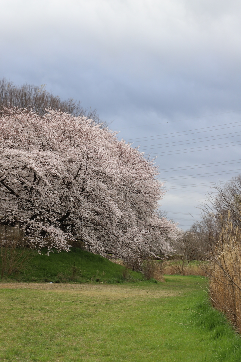 f:id:hanakasumi:20200403163742j:plain