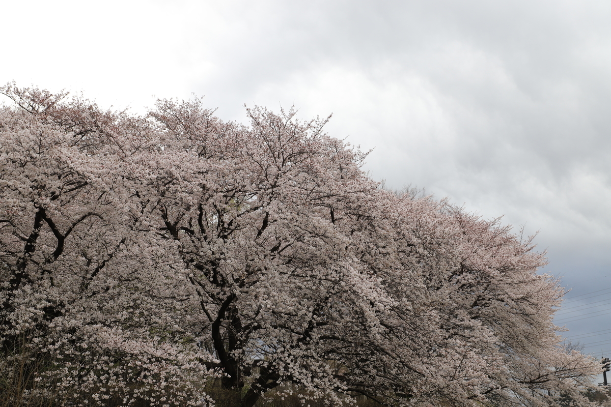 f:id:hanakasumi:20200403163837j:plain