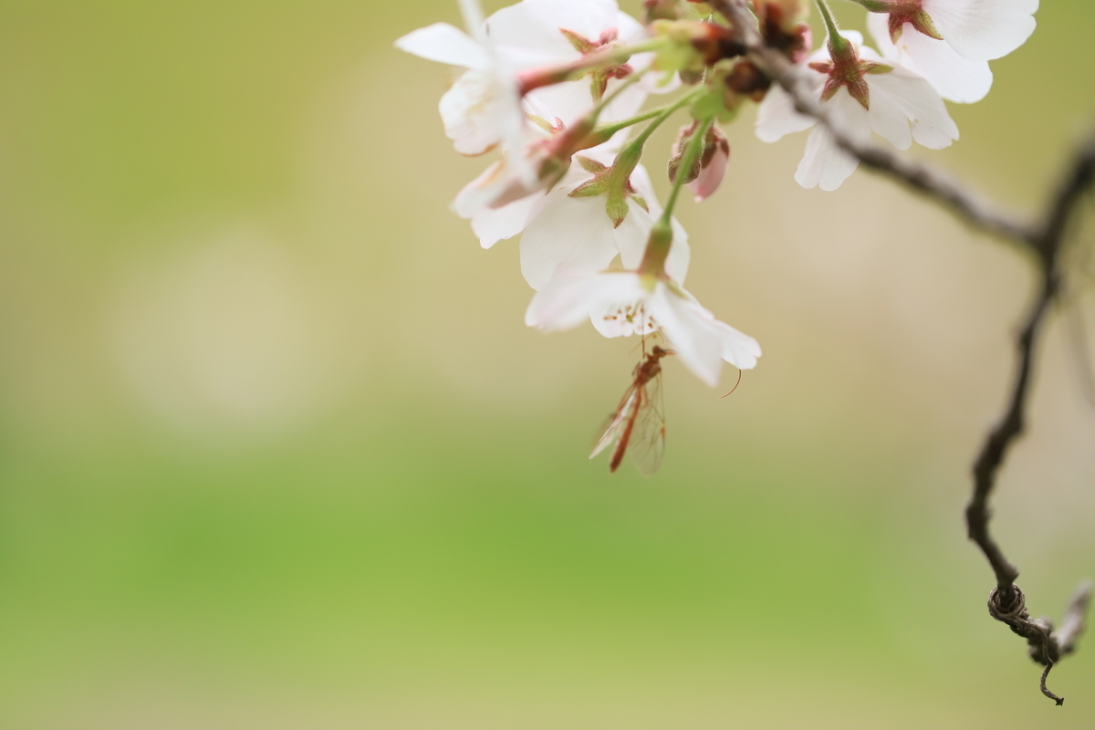 f:id:hanakasumi:20200403163946j:plain