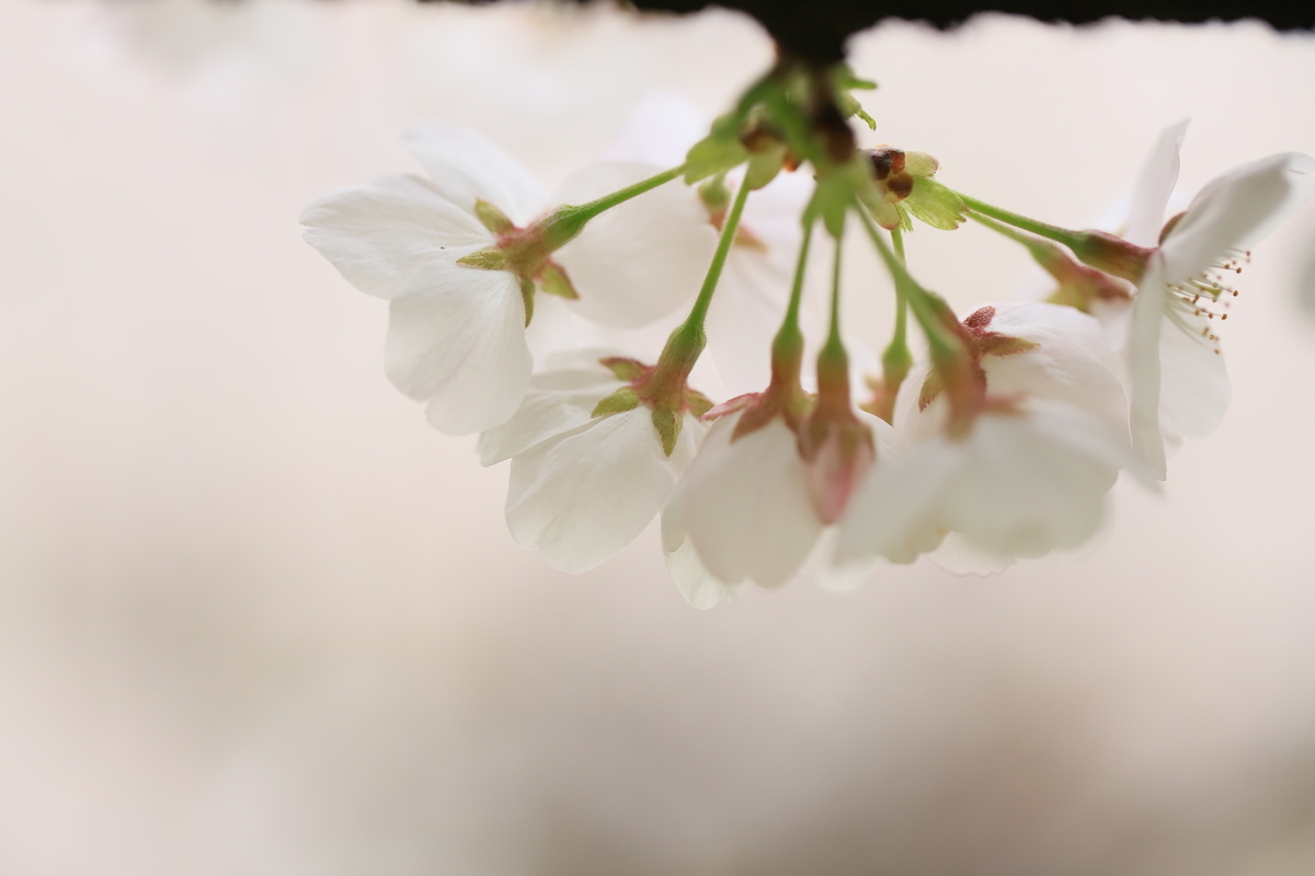 f:id:hanakasumi:20200403164035j:plain