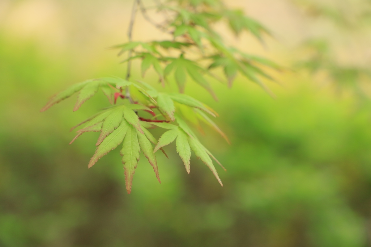 f:id:hanakasumi:20200403165200j:plain