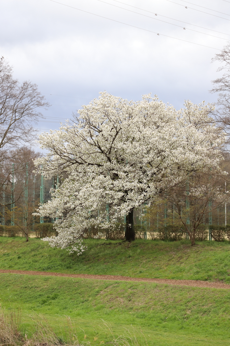 f:id:hanakasumi:20200403165235j:plain