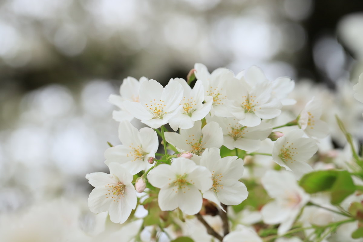 f:id:hanakasumi:20200411161406j:plain