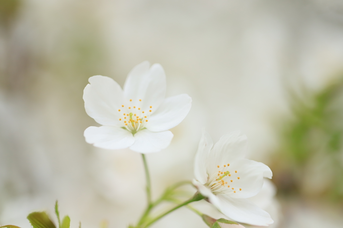 f:id:hanakasumi:20200411161743j:plain