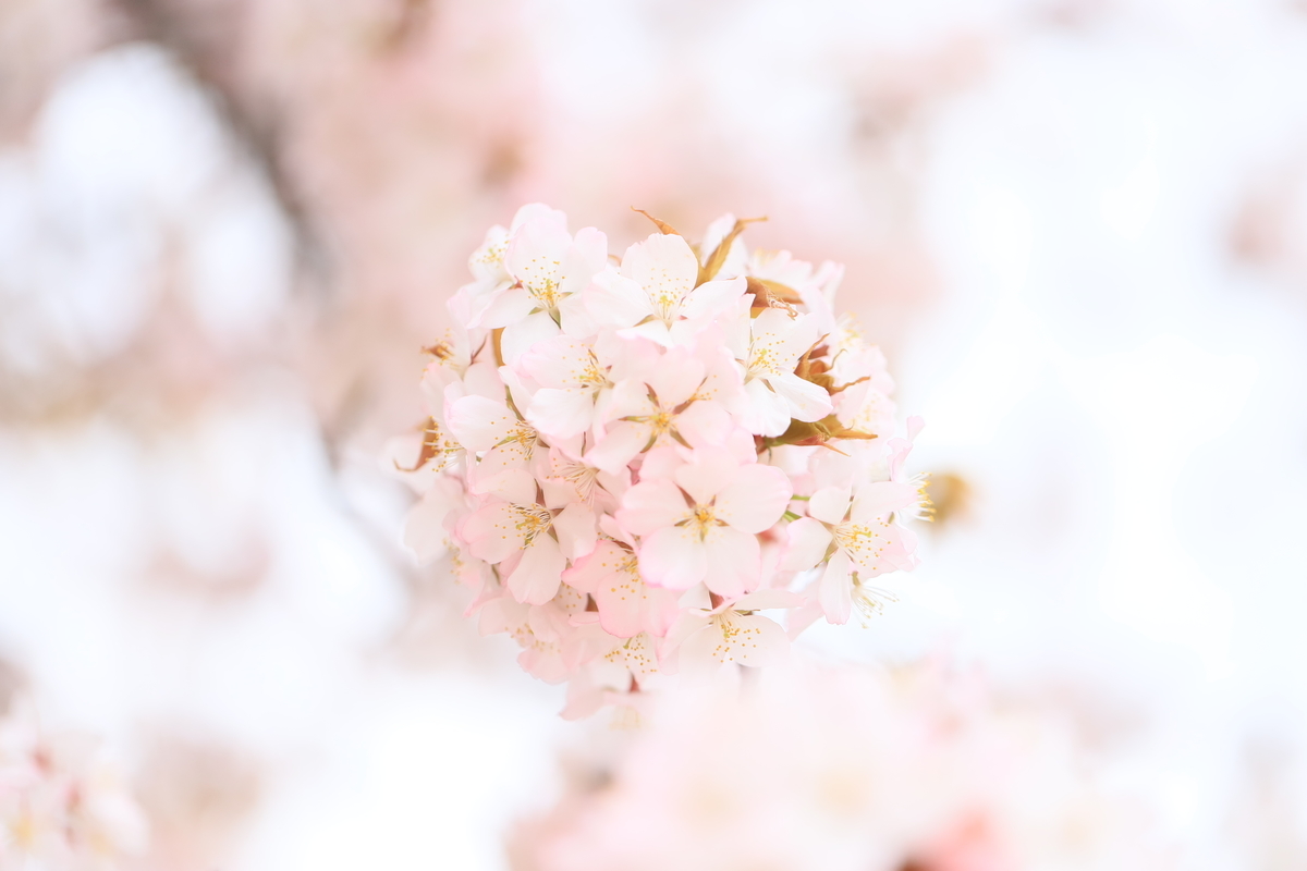 f:id:hanakasumi:20200411162229j:plain