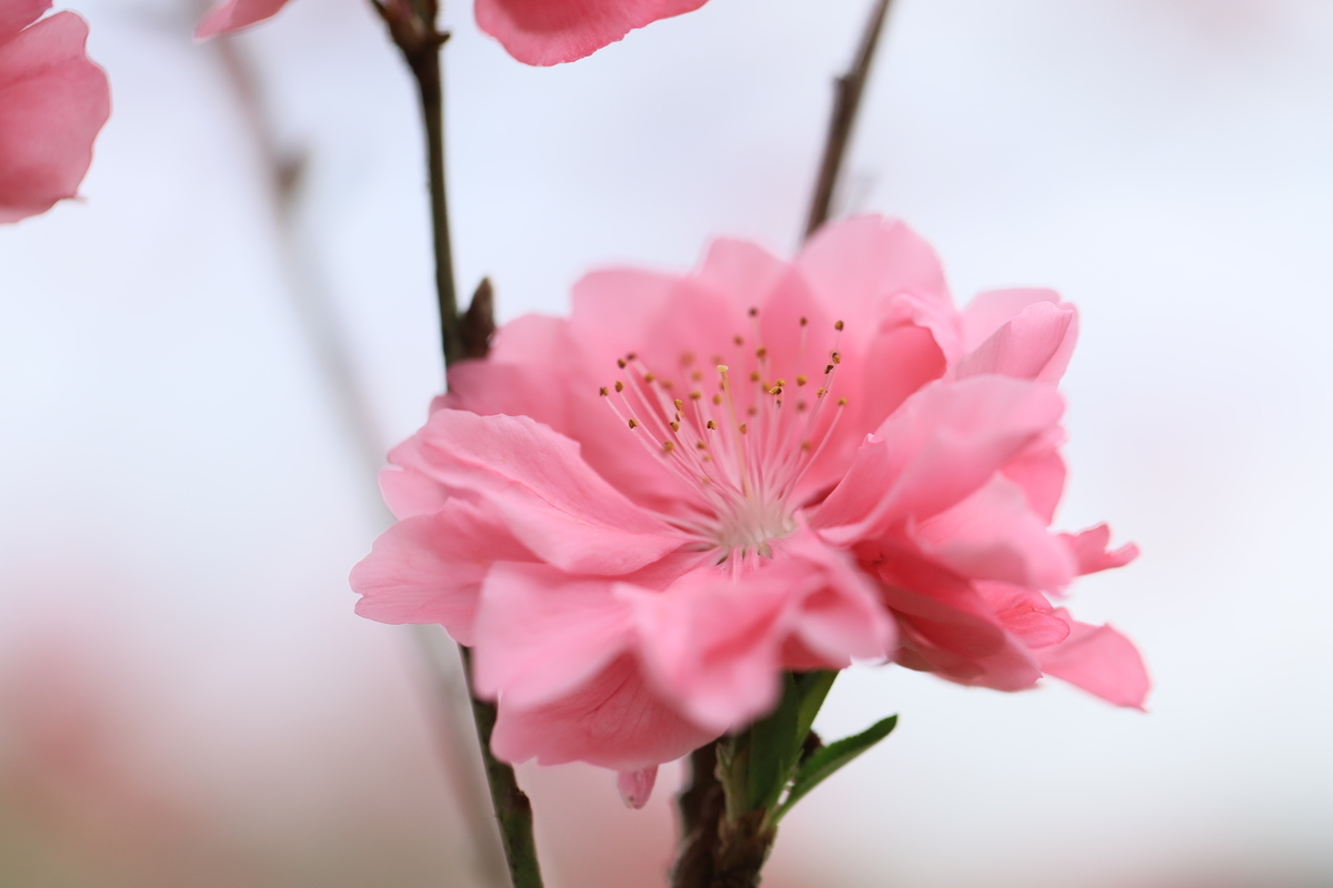 f:id:hanakasumi:20200411162550j:plain