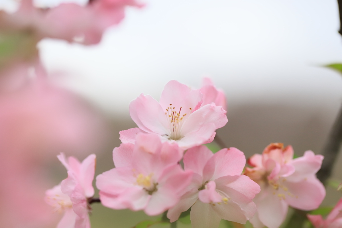 f:id:hanakasumi:20200411162644j:plain